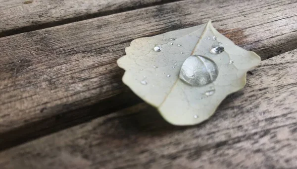 Licença de outono com gota na mesa de madeira — Fotografia de Stock