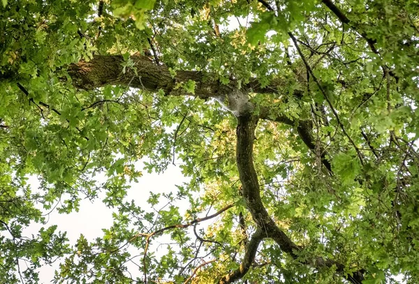 Nest Eichenprozessionsspinner Raupe auf einer Eiche — Stockfoto