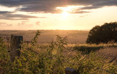 Kırsal bir arazide otlayan atlar ılık güneş ışığı altında mavi sarı ve turuncu renkler otlayan çimen ağaçları ve uzanan manzarayla