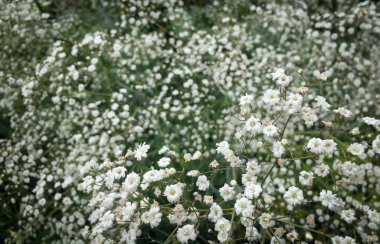 Sissinghurst Caslte Bahçeleri 'nde güzel çiçekler, ağaçlar, bitkiler ve bahçe düzenlemeleri.