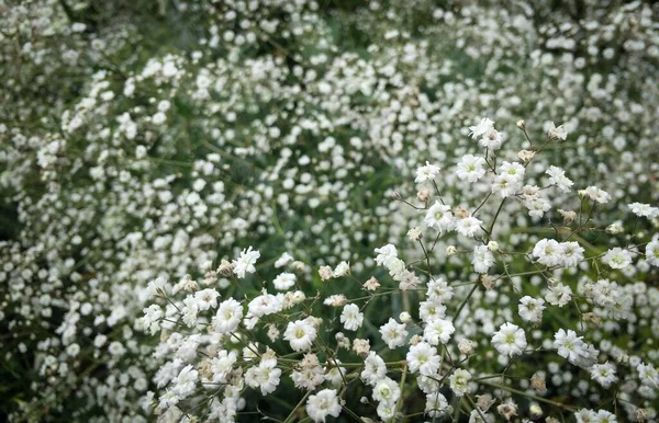 Indah bunga, pohon dan tanaman dan taman lanskap di Sissinghurst Caslte Gardens — Stok Foto