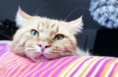 Evcil kedi bronz tenli evde güneşin altında bahçede oynuyor.