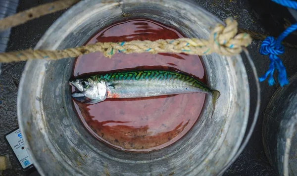 Tertangkap Ikan Dalam Ember Dengan Darah Atas Kapal Nelayan Lyme — Stok Foto