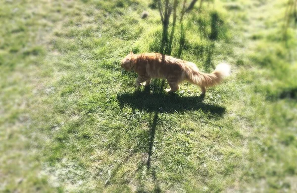 Σπιτικό Μαύρισμα Γάτα Παίζει Στο Σπίτι Στον Κήπο Στον Ήλιο — Φωτογραφία Αρχείου