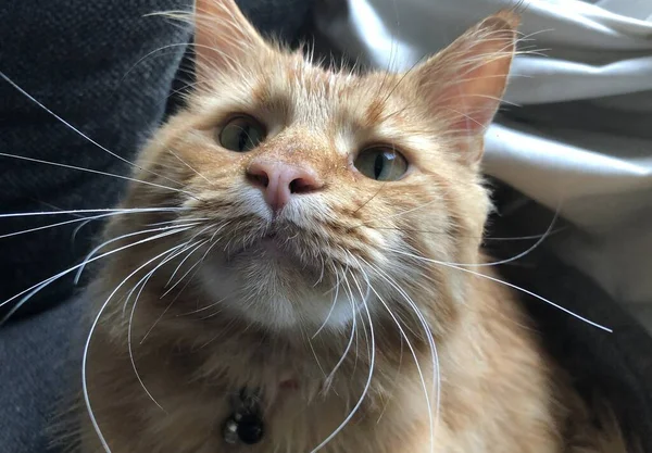 Domestic Maine Coon Kat Spelen Thuis Zon Amsterdam Nederland — Stockfoto