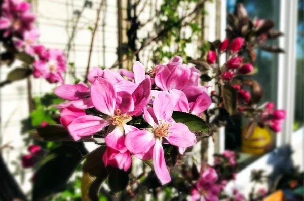 春天的五彩缤纷的花朵在内陆 — 图库照片
