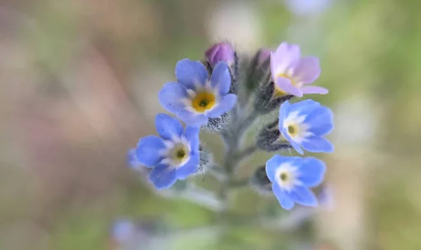 Fiore colorato in primavera ad Amsterdam i Paesi Bassi — Foto Stock