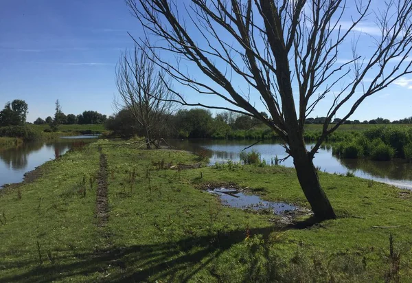 Abarcando árvore no inverno com água e grama e céu azul — Fotografia de Stock