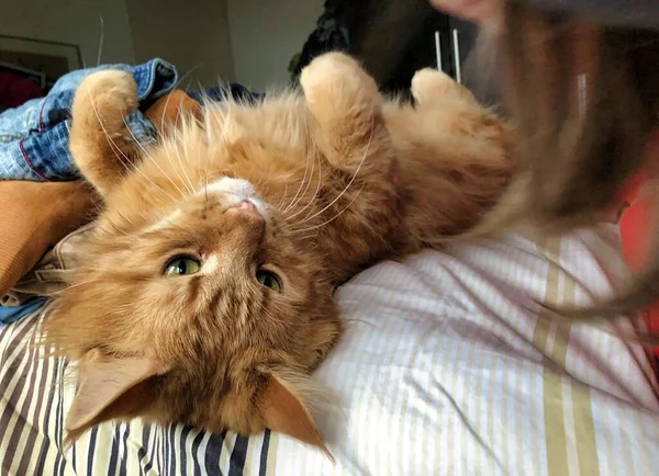 Doméstico maine coon gato jugando en casa en el sol — Foto de Stock