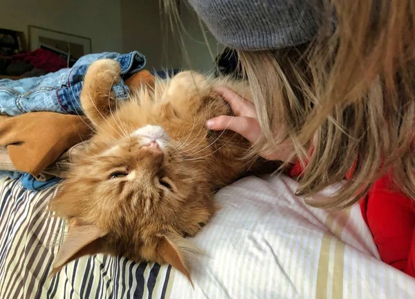 Doméstico maine coon gato brincando em casa ao sol — Fotografia de Stock