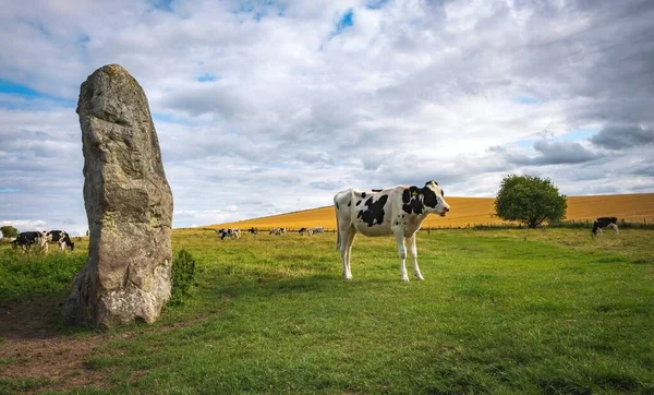 Vacas Pastando Cerca Piedras Prehistóricas Avebury Wiltshire Inglaterra Reino Unido — Foto de Stock