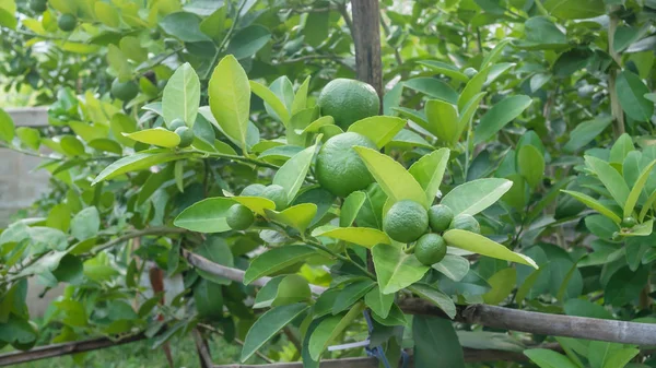 Lime Green Tree Hanging Branches — Stock Photo, Image