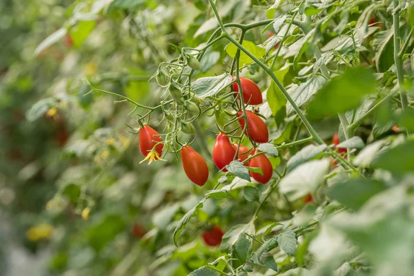 Fresh Ripe Tomatoes Green Leaves Growing Branch Garden — Stock Photo, Image