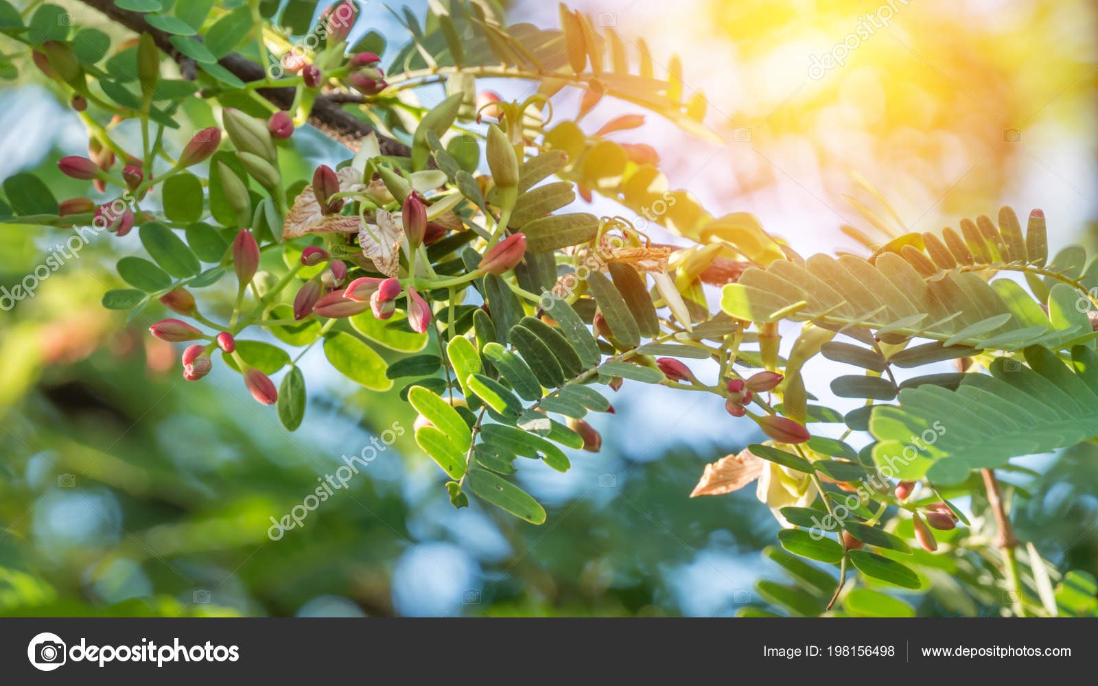 Tamarind Flower Blooming Tree Scientific Name Tamarindus Indica Stock Photo Image By C Rakratchada