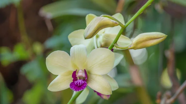 Primo Piano Orchidee Verdi Viola Fresche Fiorisce Giardino — Foto Stock