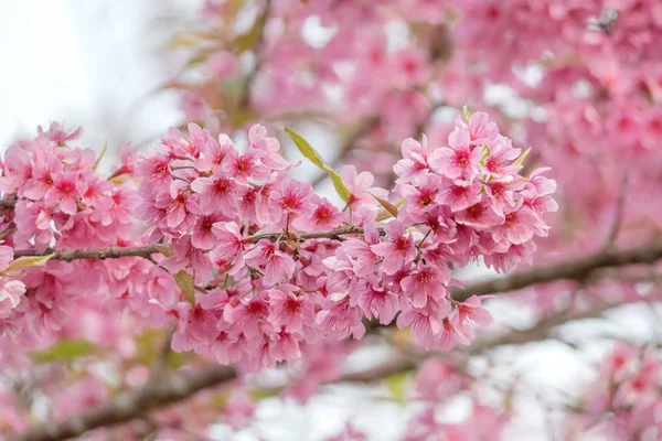 Schöne Wilde Himalaya Kirschblüten Prunus Cerasoides Thailand Rosa Sakura Blüten — Stockfoto