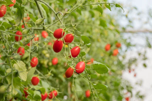 Fresh Ripe Tomatoes Green Leaves Growing Branch Garden — Stock Photo, Image