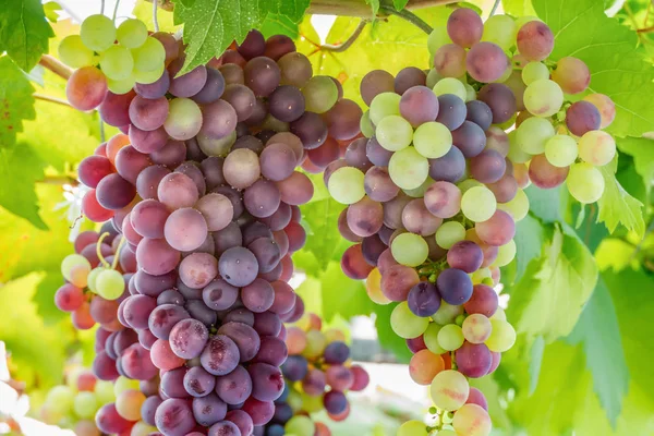 Bando Uvas Maduras Antes Vindima Vinha — Fotografia de Stock