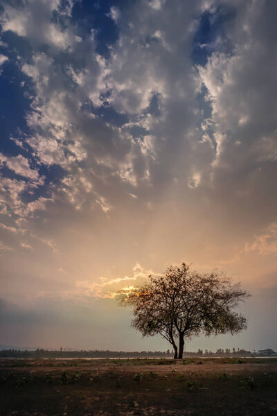 Beautiful scence of big tree with leaves at sunset sky with clouds
