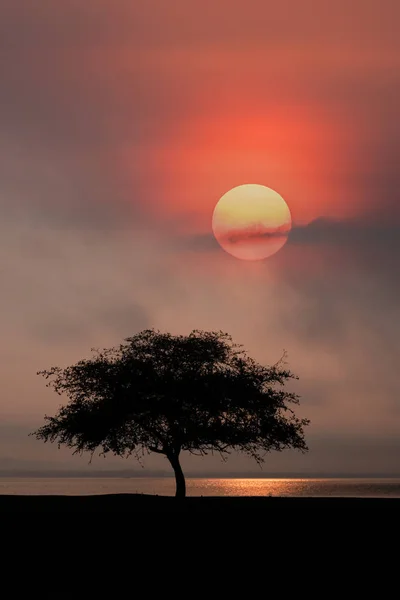 Beautiful Scence Big Tree Leaves Sunrise Sky Clouds Seascape Background — Stock Photo, Image