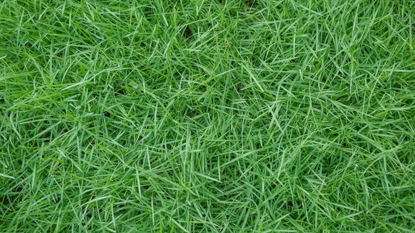 Wiosna Świeży Naturalny Tekstura Trawa Zielona — Zdjęcie stockowe