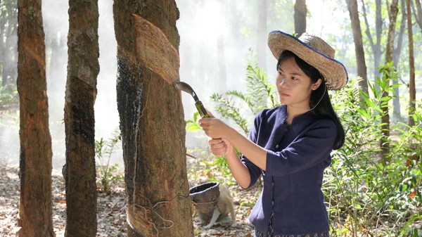 Güzel Asyalı kadın gülümseme kauçuk plantation, Tayland