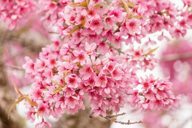 Güzel vahşi Himalaya kiraz çiçekleri (Prunus cerasoides) Tayland, Sakura yüksek dağlarda seçici odak pembe çiçekler