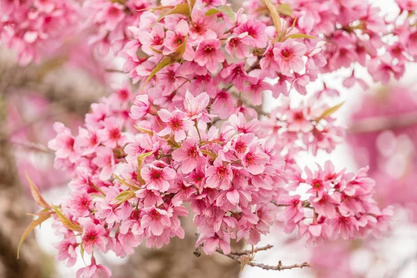 美しい野生ヒマラヤ桜 ヒマラヤザクラ 選択と集中でさくらのピンクの花 — ストック写真