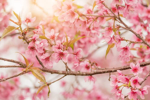 Schöne Wilde Himalaya Kirschblüten Prunus Cerasoides Thailand Rosa Sakura Blüten — Stockfoto