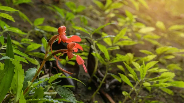 Orange Habenaria Rhodocheila Hance Wild Orchid Waterfall Thailand — Stock Photo, Image