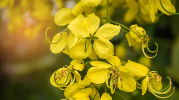 Närbild Golden Dusch Tree Cassia Fistel — Stockfoto