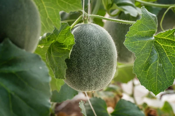 Brote Joven Plantas Melón Verde Que Crecen Invernadero Apoyadas Por —  Fotos de Stock