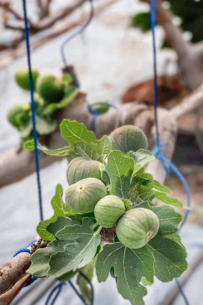 Fresh Figs Fruit Hanging Branch Tree — Stock Photo, Image