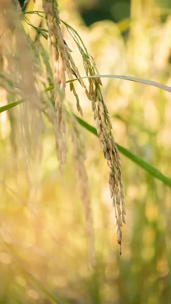 Gros Plan Champ Riz Vert Jaune — Photo