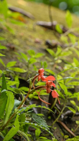 Arancione Habenaria Rodocheila Hance Orchidea Selvatica Cascata Thailandia — Foto Stock