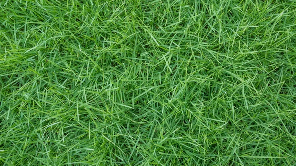 Wiosna Świeży Naturalny Tekstura Trawa Zielona — Zdjęcie stockowe