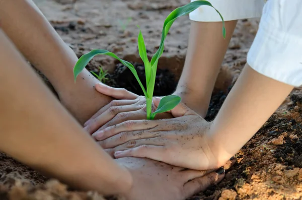 Menselijke Handen Planten Jonge Boom Tijdens Het Werken Tuin — Stockfoto