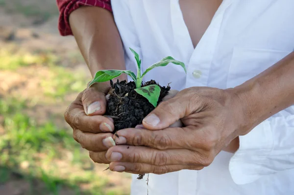 Human Hands Helping Holding Protection Young Plant Concept World — Stock Photo, Image