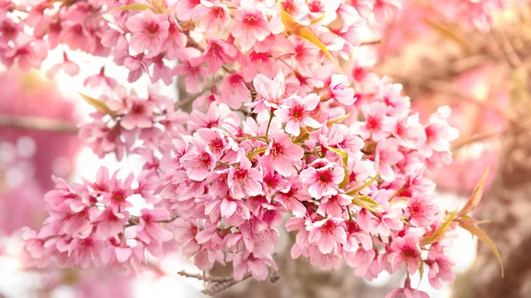 Kirschblüten Voller Blüte Auf Einem Ast Geringe Schärfentiefe — Stockfoto