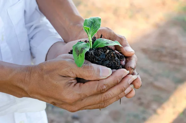 Les Mains Humaines Aident Tenir Protection Jeune Plante Concept Sauver — Photo