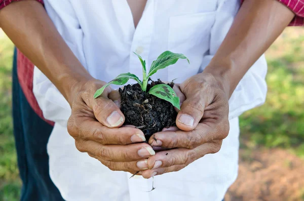 Menselijke Handen Houden Bescherming Jonge Plant Concept Redden Van Wereld — Stockfoto