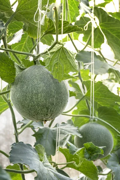 Brote Joven Plantas Melón Verde Que Crecen Invernadero Apoyadas Por —  Fotos de Stock