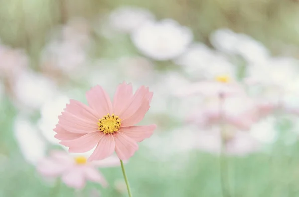 Fiore Rosa Cosmo Fioritura Nel Campo Verde Tono Hipster — Foto Stock