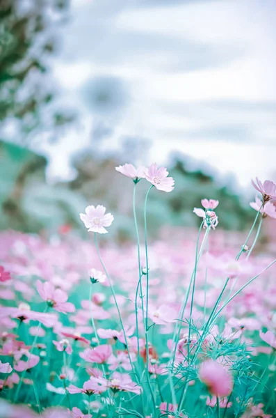 Fiore Bianco Cosmo Fioritura Nel Campo Verde Tono Hipster — Foto Stock