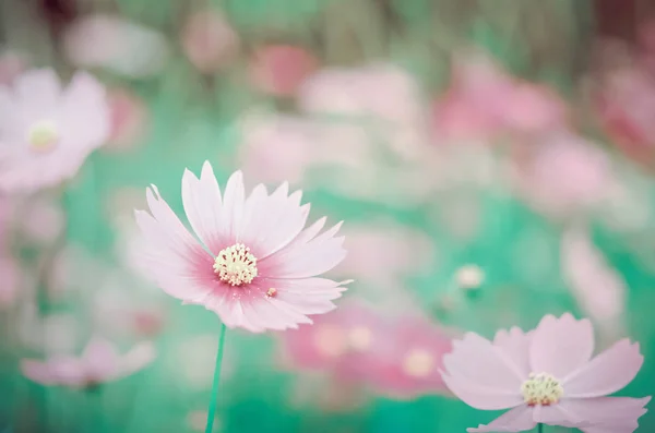 Fiore Rosa Cosmo Fioritura Nel Campo Verde Tono Hipster — Foto Stock