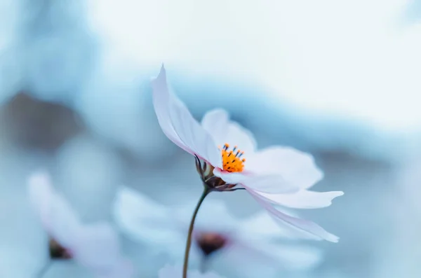 Flor Del Cosmos Blanco Floreciendo Campo Verde Tono Hipster — Foto de Stock