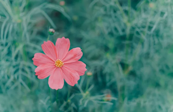 Fiore Bianco Cosmo Fioritura Nel Campo Verde Tono Hipster — Foto Stock