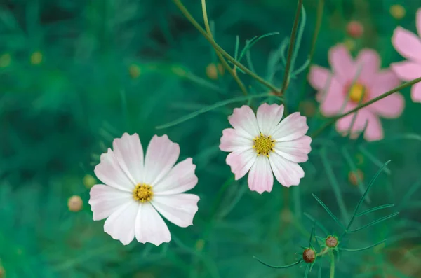 Rosa Kosmos-Blume — Stockfoto