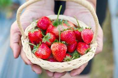 strawberries in basket
