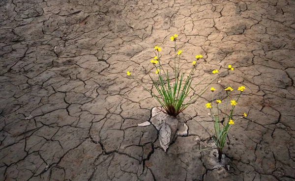 Yellow flower growing on dried cracked soil — Stock Photo, Image